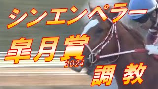 皐月賞2024 シンエンペラーの追い切り診断！ 元馬術選手のコラム by アラシ [upl. by Hildagard]