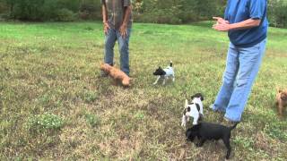 German Shorthaired Puppies Vizsla Puppies [upl. by Haneekas]