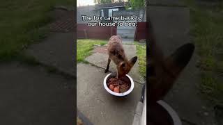 Rescue a fox and something unexpected happens rescue rescueanimals animalsofyoutube animal fox [upl. by Eliseo250]