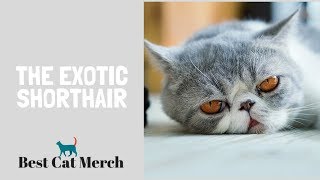 Exotic Shorthair Cats Everything You Need to Know [upl. by Harriette]