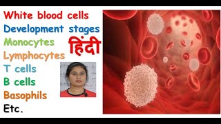 White blood cell in hindi  formation  types of WBCs  functions  monocyte macrophage system [upl. by Putnam]