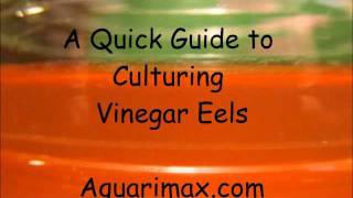 A Quick Guide to Culturing Vinegar Eels [upl. by Ajdan]