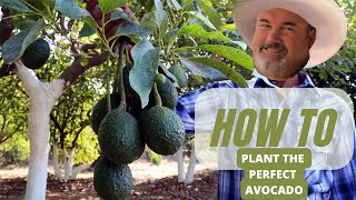 How to plant an Avocado tree into a container for THE BEST RESULTS [upl. by Lrub]