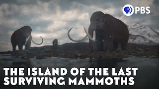 The Island of the Last Surviving Mammoths [upl. by Virnelli]