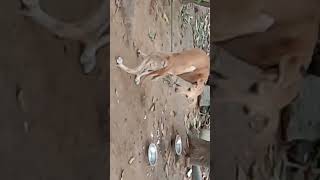 AGRESSIVE CHIPPIPARAI DOG SIXMONTHOLD [upl. by Faus]