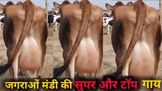 पशु मंडी जगराओं 2352022 Most Cheapest Cows Market In Jagraon mandi Jersy HF jbs dairy farming [upl. by Faden]