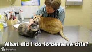 Cats Demand Attention From Vet [upl. by Haneen]