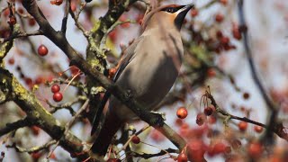 Waxwings feeding on berries [upl. by Damahom222]