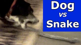 Prank Your Dog  Make Dog Bark  Dog Prank Fake Snake [upl. by Liesa]