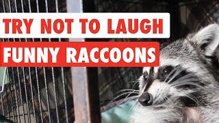 Try Not To Laugh  Funny Raccoon Video Compilation 2017 [upl. by Aehcsrop494]