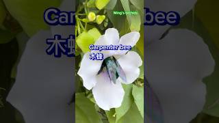 大登伯花和木蜂Carpenter bee amp Thunbergia grandiflora flower bee 花 [upl. by Hittel]