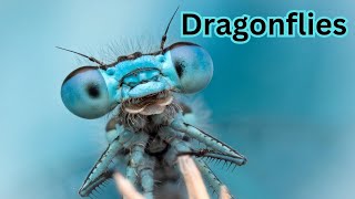 The Life Cycle of the Dragonfly [upl. by Barbaresi244]