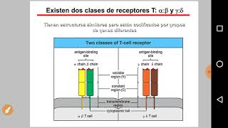 18 linfopoyesis y activación de linfocitos T [upl. by Oenire483]