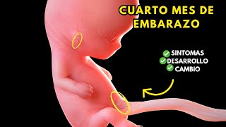 CUARTO MES DE EMBARAZO embarazo mes a mes  SÍNTOMAS EN LA MADRE Y DESARROLLO DEL BEBÉ✋🤰 [upl. by Ylus]