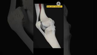 Knee joint movement anatomy medical shorts [upl. by Averir]