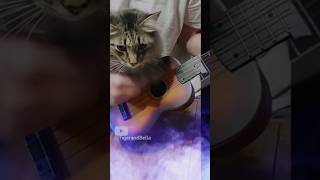 Tiger rocks out to acdc cat rock shorts [upl. by Ardnait953]