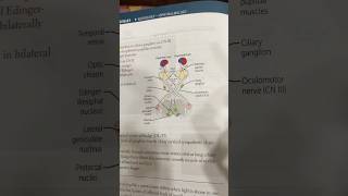 Pupillary light reflex neetpg usmle eyes ophthalmology mnemonics [upl. by Dragoon460]