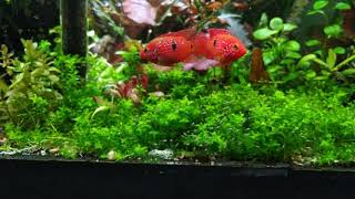 Planted tank  U R B A N AQUASCAPING  Hemichromis lifalili SM 02 [upl. by Ytak488]