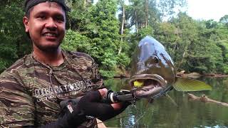 Papuan black bass and spot tail bass fishinggypsy angling [upl. by Yasnyl]