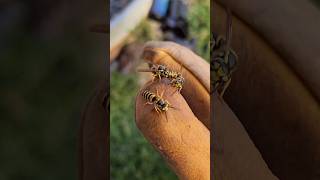 AGGRESSIVE Yellow Jacket UNDERGROUND Nest Removal fyp viralvideo hornetking yellowjacket [upl. by Ruy]