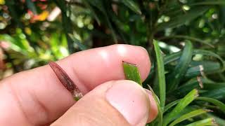 Podocarpus With Eriophyid Mite Damage Could Be Confused For Nutritional Deficiency or Blight Disease [upl. by Aduh]