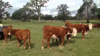 Red Angus x Hereford calves [upl. by Sass]