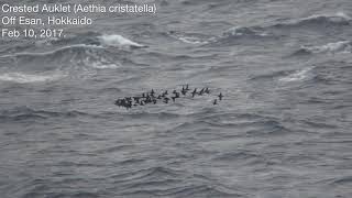 Crested Auklet Feb 10amp11 2018 Off Hokkaido Japan [upl. by Caassi]