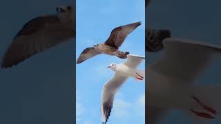 Migratory Bird  Bar tailed Godwit [upl. by Ishii196]