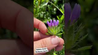 Stokes Aster Stokesia laevis [upl. by Chandos]