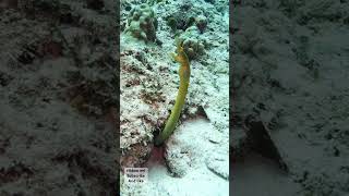 Scuba diving in mauritius subscribe to the channel and like the video scubalovers divinglife [upl. by Sianna]