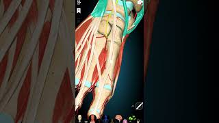 Pulsations Of Dorsalis Pedis Artery [upl. by Sugirdor]