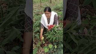 ഇങ്ങനൊരു ഷാംപൂവോ😱 shampoo ginger lily shampoo plants shorts [upl. by Bassett]