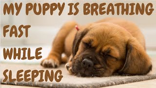 My Puppy Is Breathing Fast While Sleeping [upl. by Yursa]