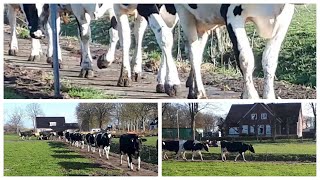 De koeien nemen het KAVELPAD helemaal in gebruik  Boer Gerrit vlogt [upl. by Mcwilliams169]