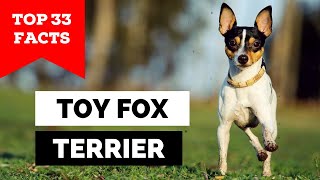 99 of Toy Fox Terrier Owners Dont Know This [upl. by Raseta]