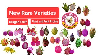 New varieties of Dragon fruit and Plants Profile [upl. by Rosabelle]