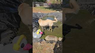 Livestock Guardian Dog Meets A Frog livestockguardiandog puppy farm [upl. by Enyamart]