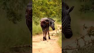 Lion vs leopard hunting zebra [upl. by Yvonner]