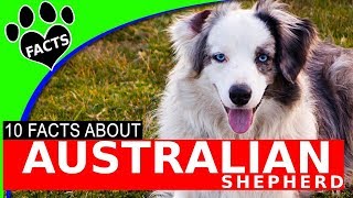 Top 10 Interesting Australian Shepherd Facts  Dogs 101 [upl. by Terrel]