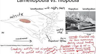 Cytoskel Actin Cell motility [upl. by Ayotak]