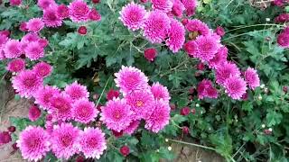 Chrysanthemum flowering in my gardenUseful care tips on Chrysanthemum [upl. by Rosenquist]