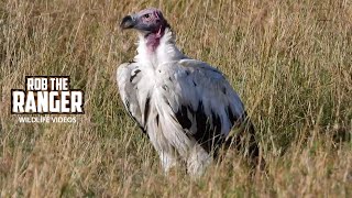 Super Rare Leucistic Lappetfaced Vulture  Lalashe Maasai Mara Safari [upl. by Tana636]