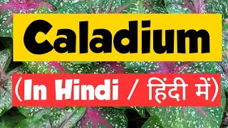 Caladium Homeopathic Medicine  Caladium 30  Caladium 200  Caladium in hindi [upl. by Norehc]