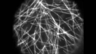 Microtubule Dynamics in Plants [upl. by Vanhook]