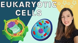 EUKARYOTIC CELLS A level Biology  Structure amp function of the organelles found in eukaryotic cells [upl. by Happ]