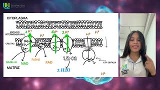 Fosforilación Oxidativa  Universidad cooperativa de Colombia Bioquímica [upl. by Dunseath]