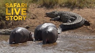 Mara River Giants Hippos vs Crocodiles [upl. by Sharpe]