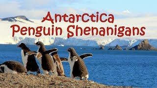 Antarctica Penguin Shenanigans [upl. by Julian]