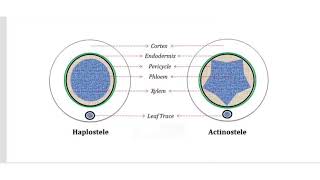 Types of protostele  botany [upl. by Angele]