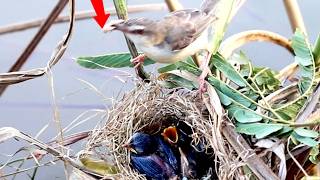 The Best Mother Grown Bird Sparrow Feed Babies In Nest ViralBirdNest Bird Nest [upl. by Ray]